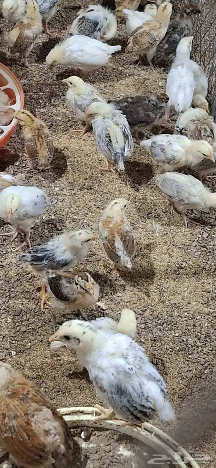 صوص بلدي للبيع 3