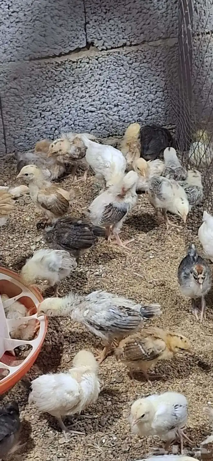 صوص بلدي للبيع 2