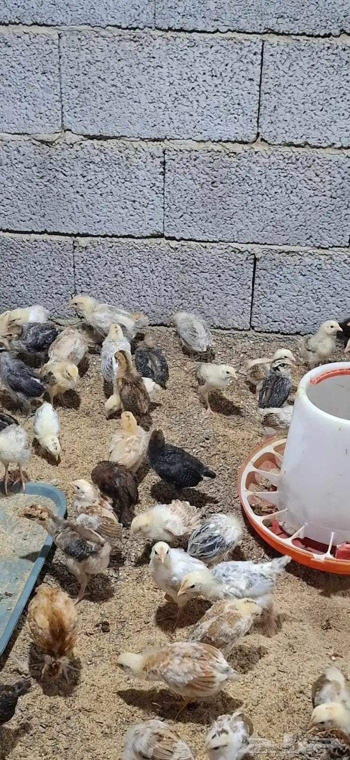 صوص بلدي للبيع 1