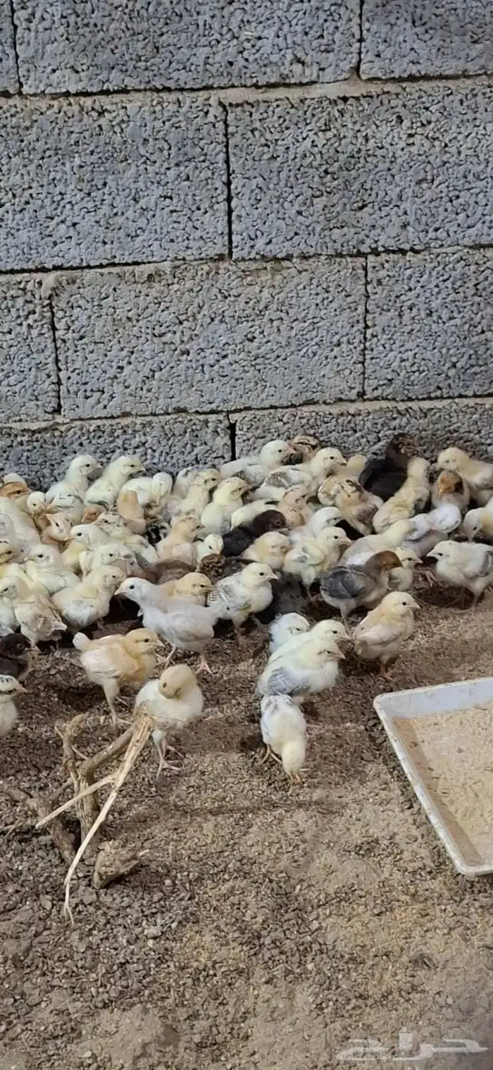 صوص بلدي للبيع 4