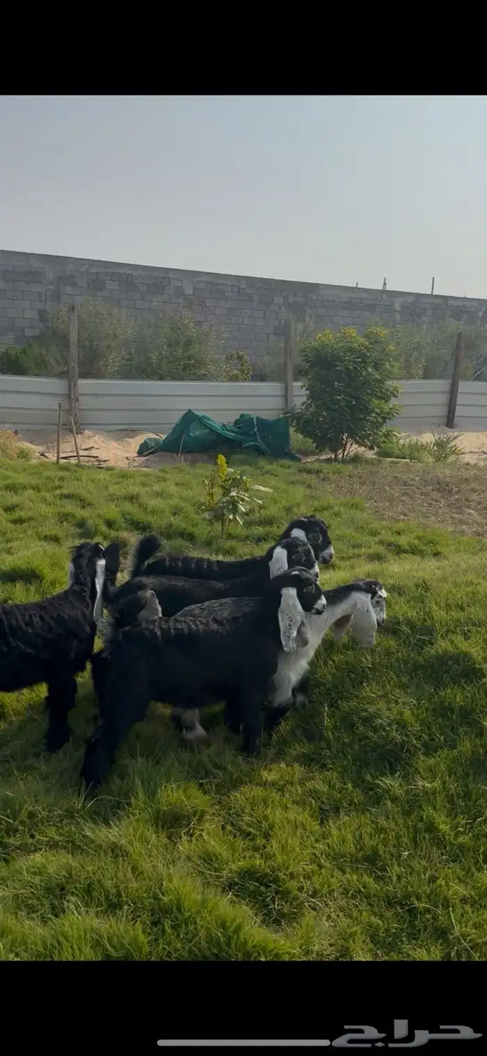 ذبايح تيوس عوارض لباني 0