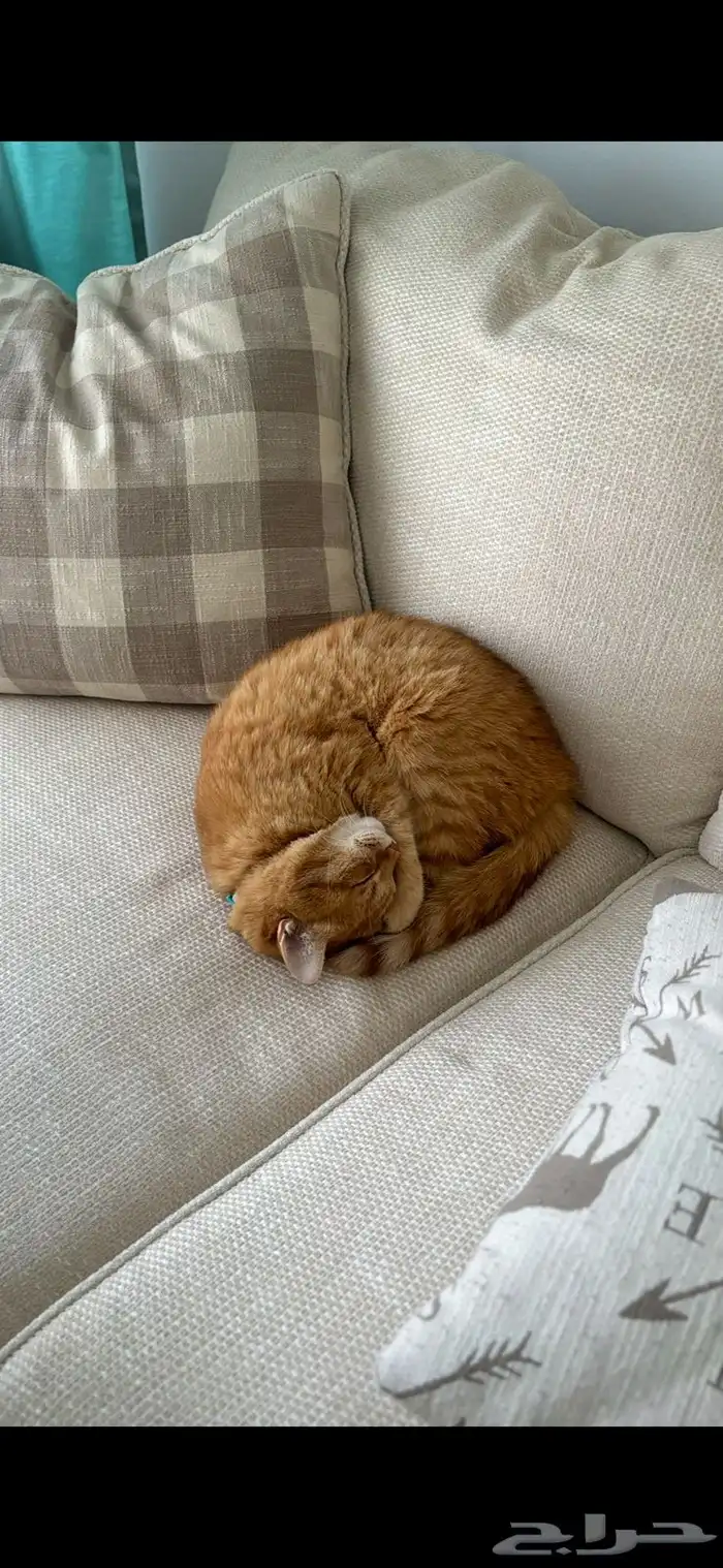 قطط للتبني 0