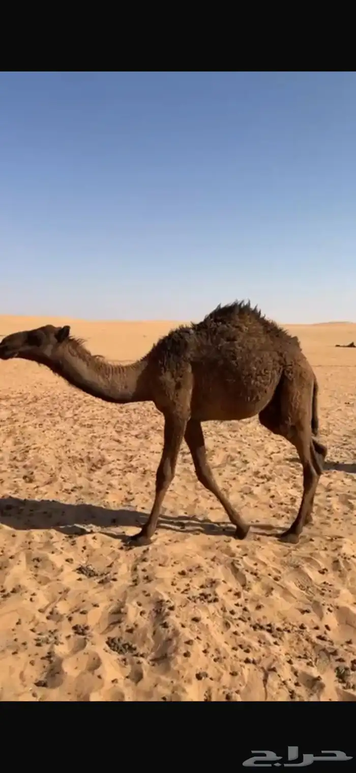 حاشي قعود طيب 0