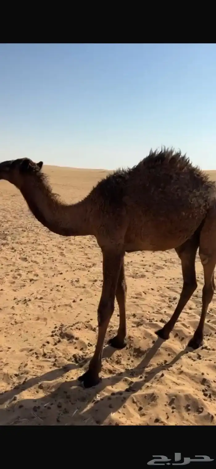 حاشي قعود طيب 1