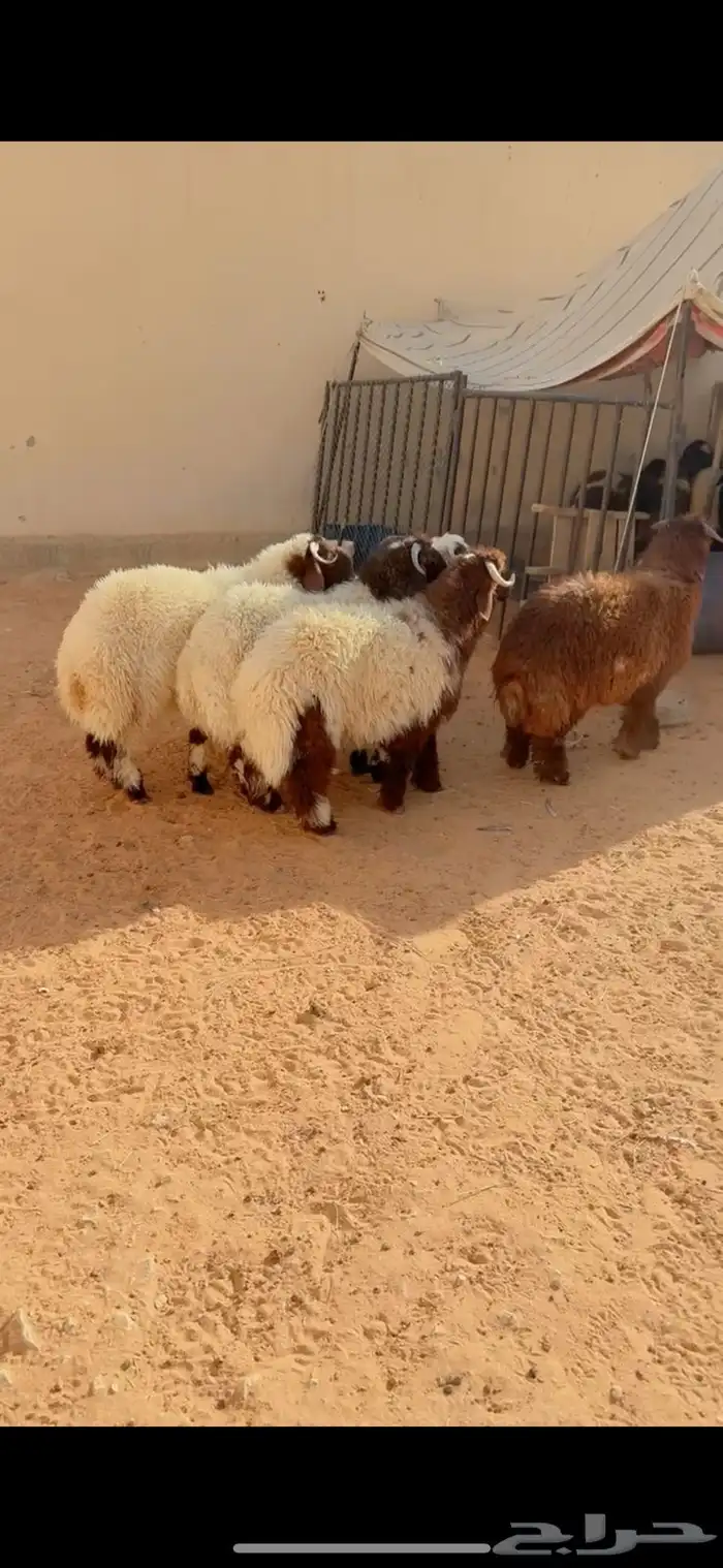 طليان نعيم الرياض حي الشفاء أي مكان نوصل فيه ذبح باقي ثلاثه 0