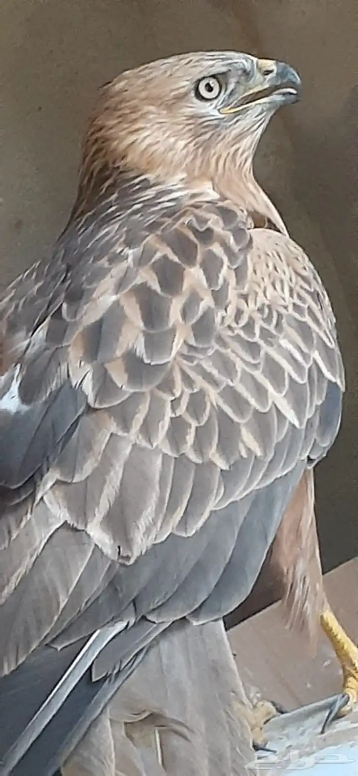 عقاب للبيع 2