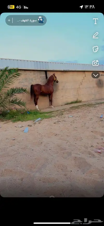 حصان شعبي من فواخر الشعبيات index