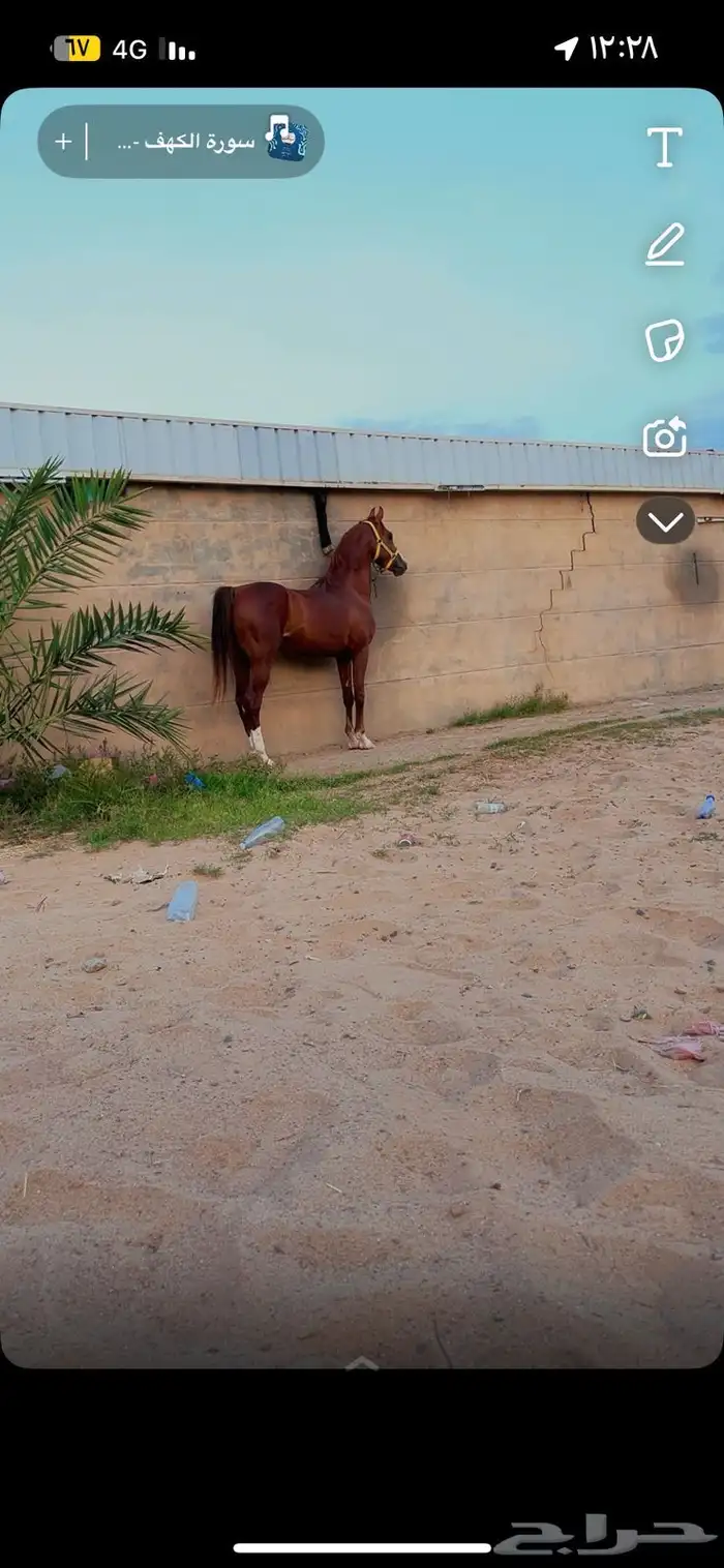 حصان شعبي من فواخر الشعبيات 0