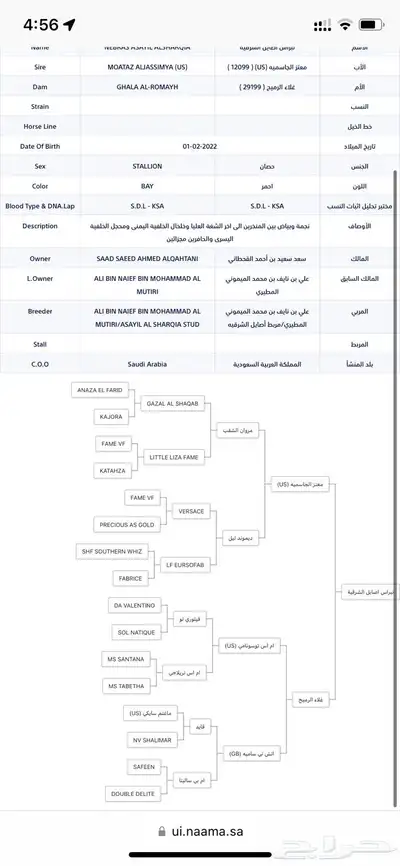 حصان عربي واهو index