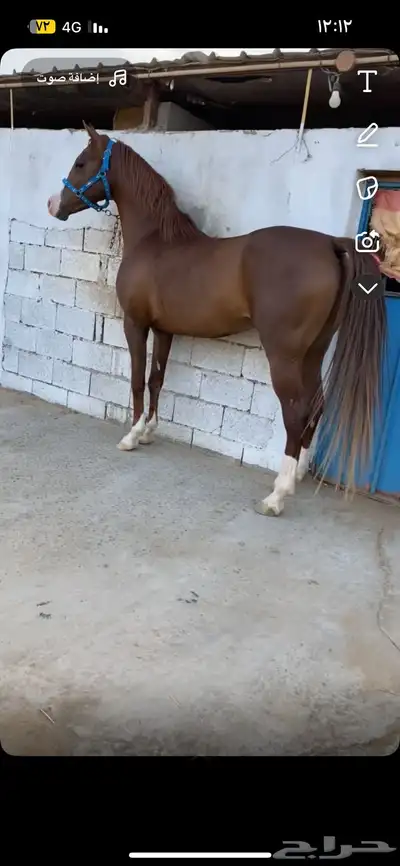 حصان شعبي من فواخر الشعبيات index