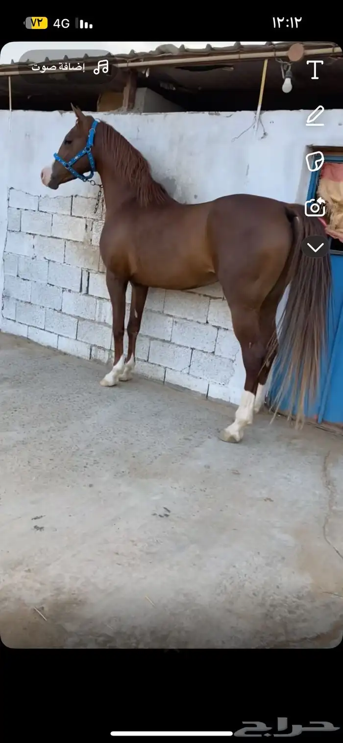 حصان شعبي من فواخر الشعبيات 1