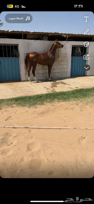 حصان شعبي من فواخر الشعبيات index