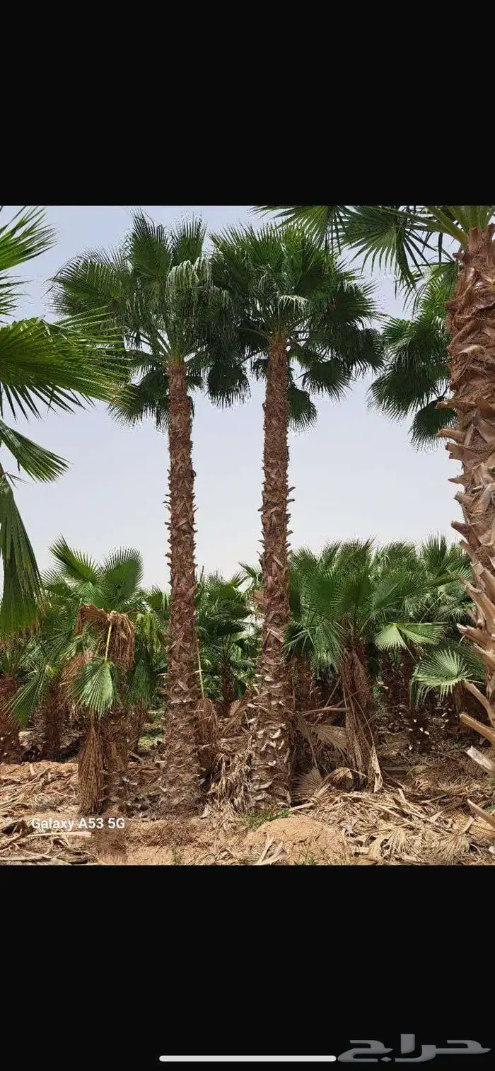 نخل واشنطني اقل سعر 3