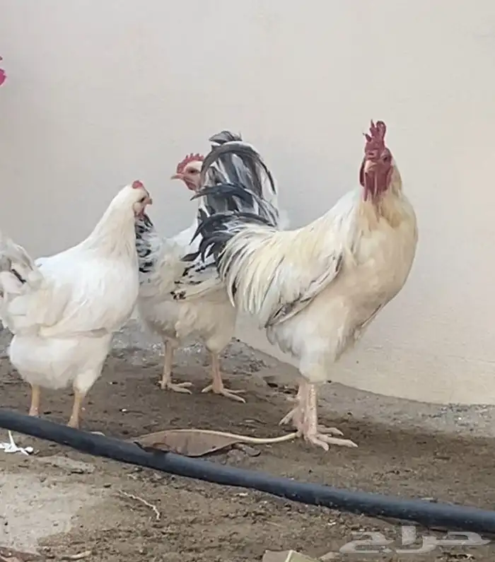 طقم فرنسي للبيع. 0