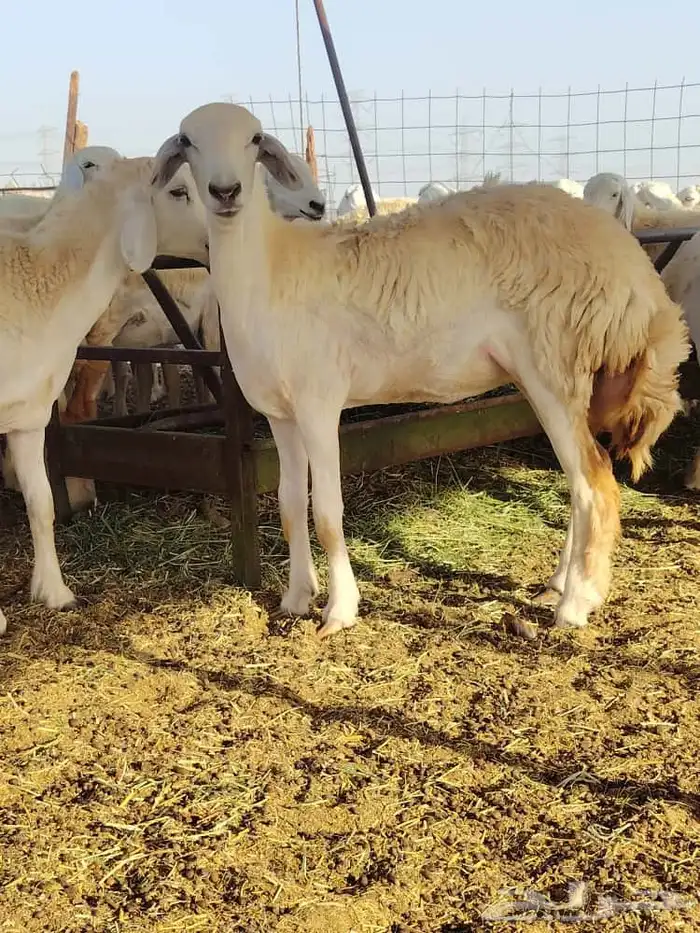 رخال حريات فرش الفحل 5