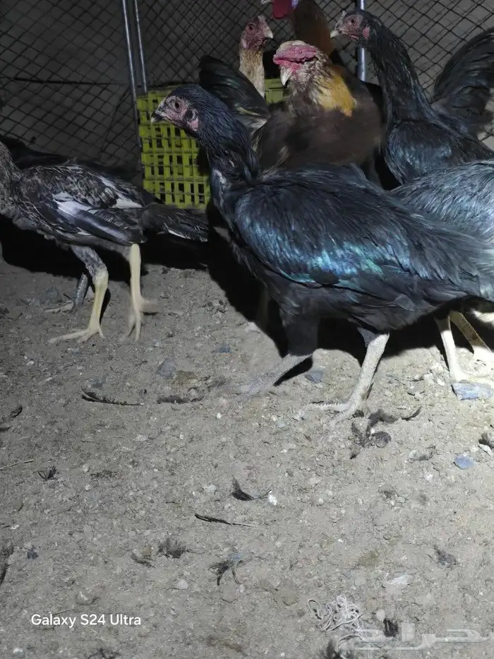 خمس دجاجات باكستانيات للبيع ببيشة وصيصان بلدي وفيومي 2