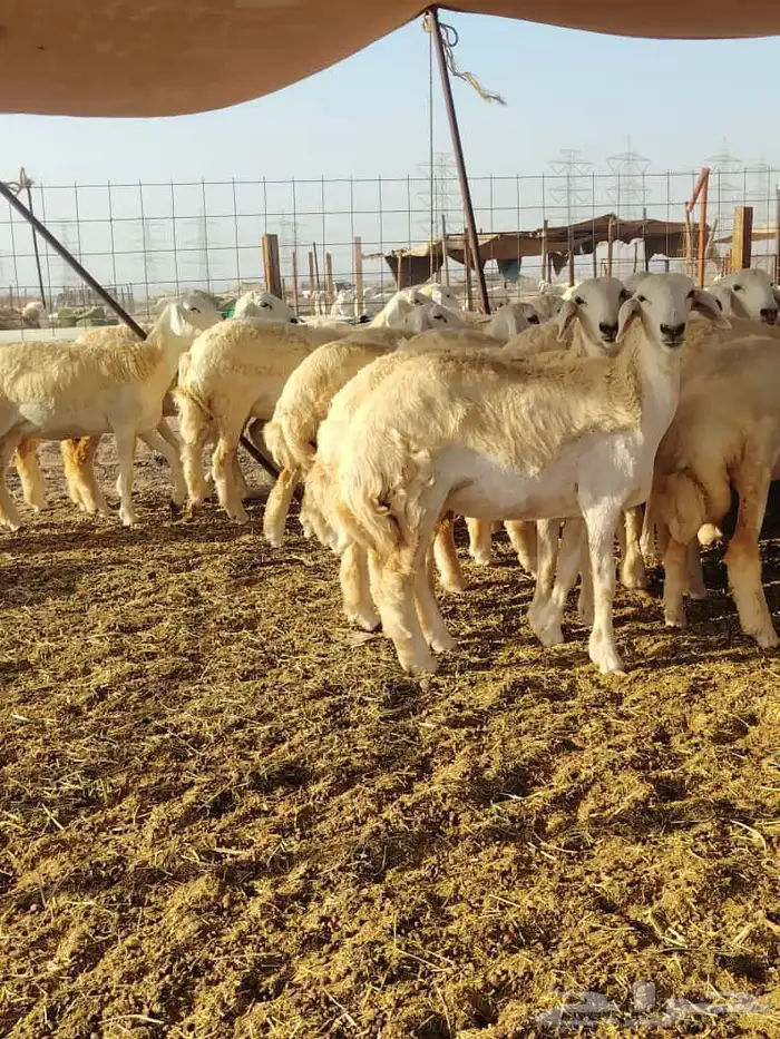 رخال حريات فرش الفحل 6