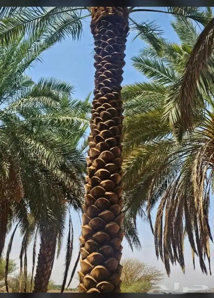 نخل ملوكي ملكي درجه اولى في جده واخارج جده جمبع المقاسات متو 8