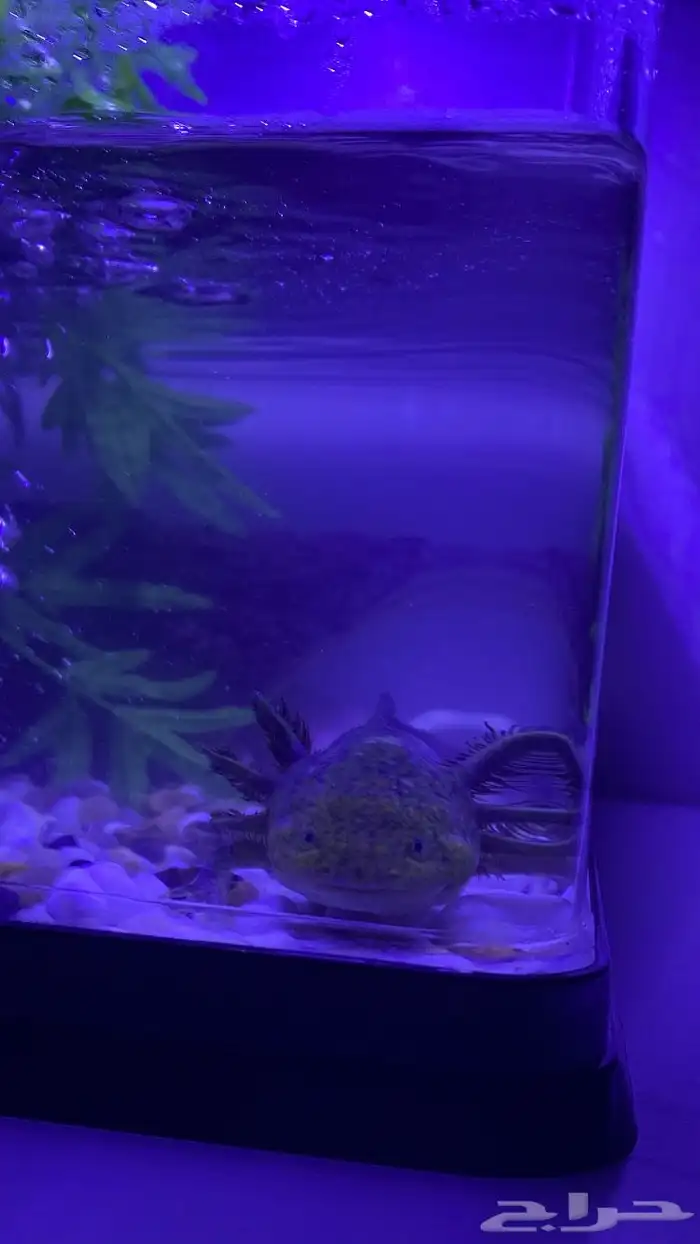 اكسلوتل ( عفريت الماء ) 0