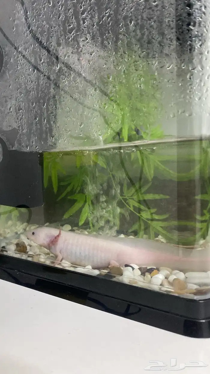 اكسلوتل ( عفريت الماء ) 4