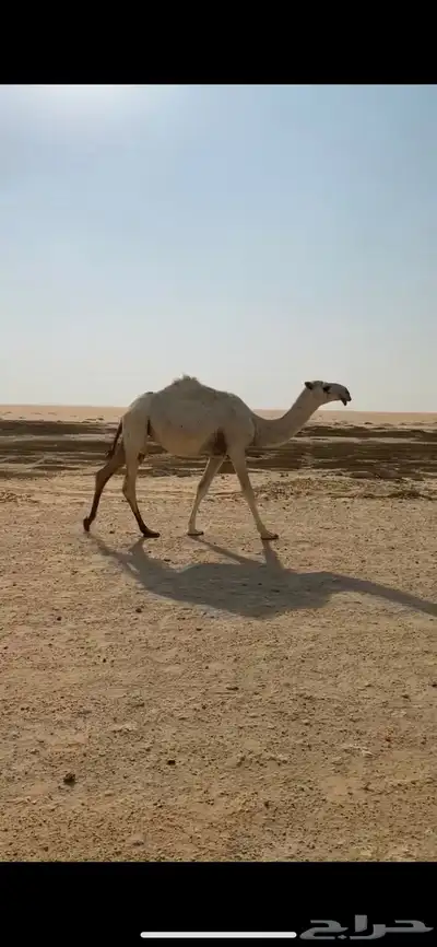 مفروده باتلية 0