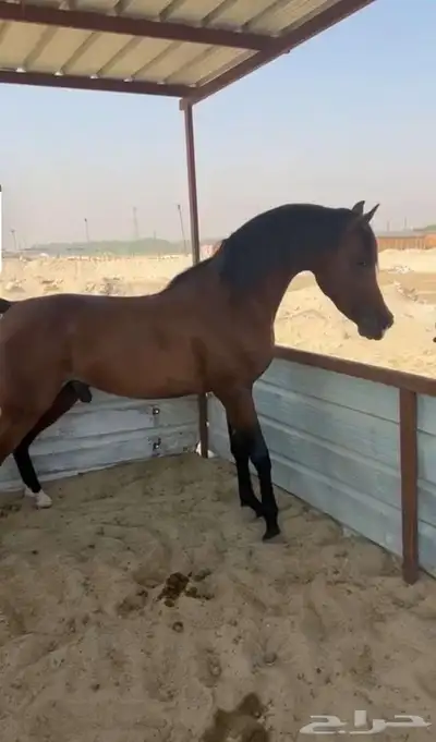 حصان عربي واهو index