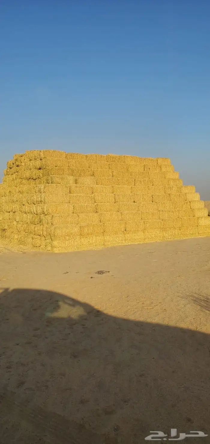 برسيم صافي عدد 4000 لبنه 4