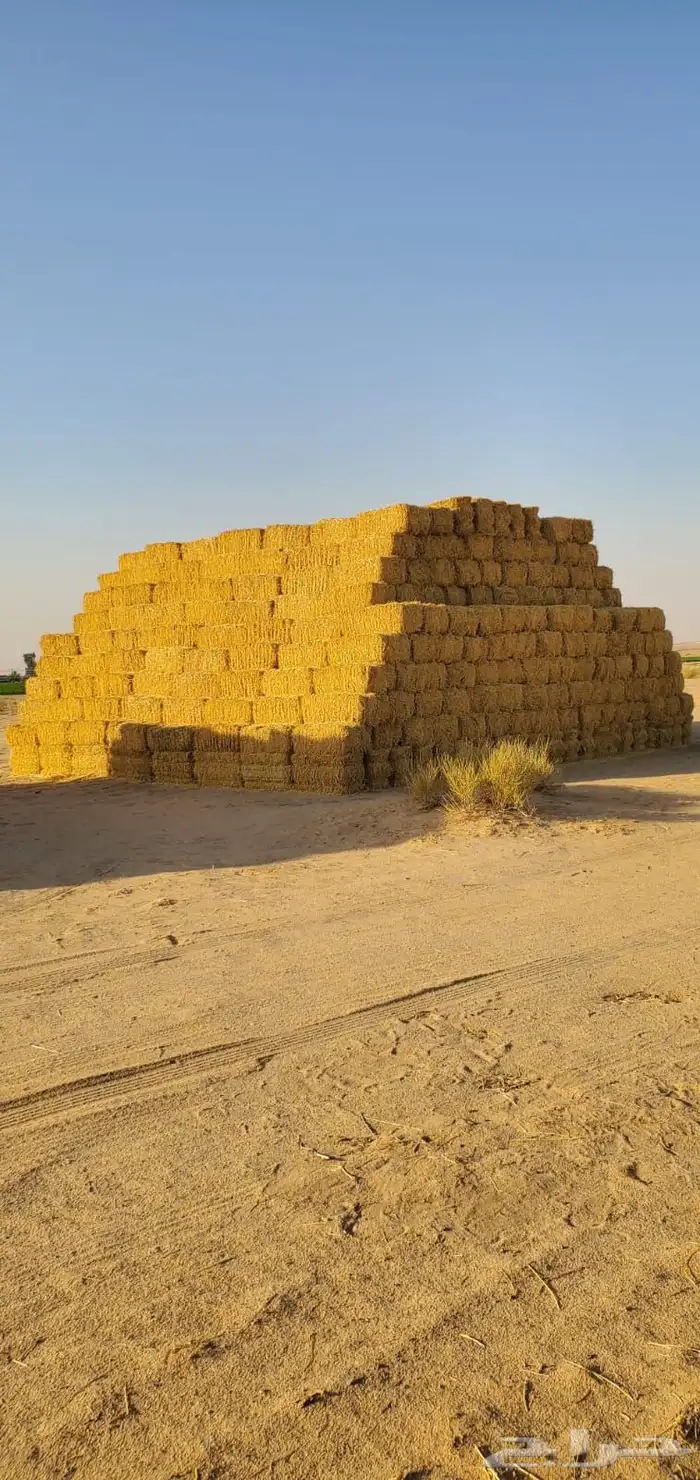 برسيم صافي عدد 4000 لبنه 2