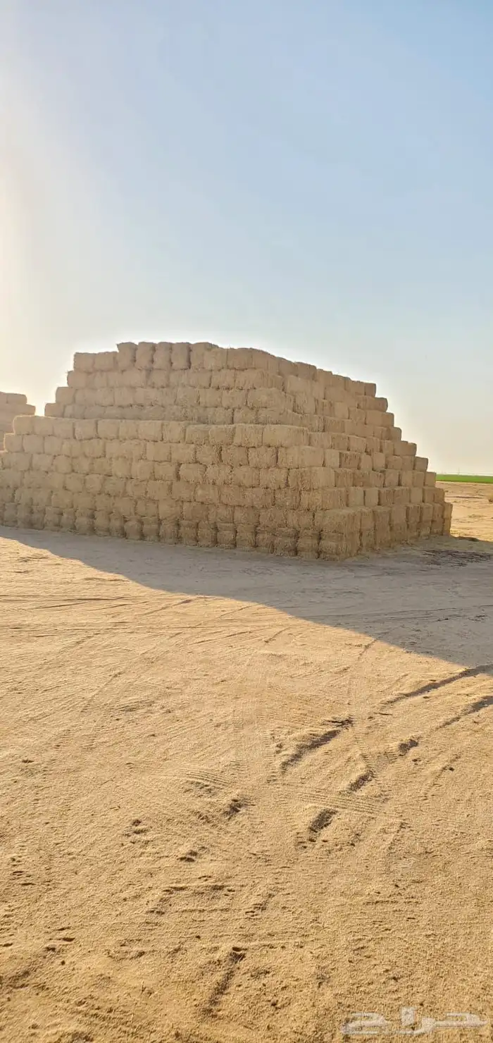 برسيم صافي عدد 4000 لبنه 3