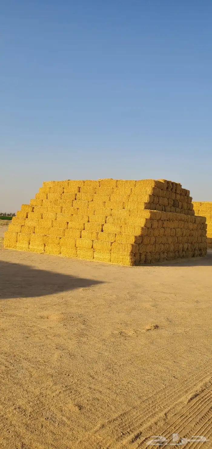 برسيم صافي عدد 4000 لبنه 1