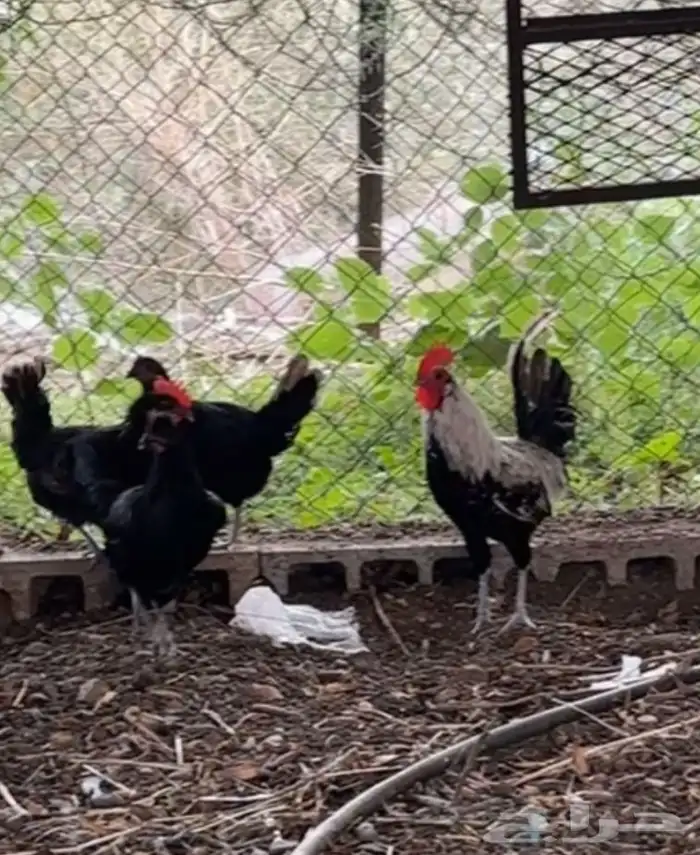 دجاج بياض للبيع 2