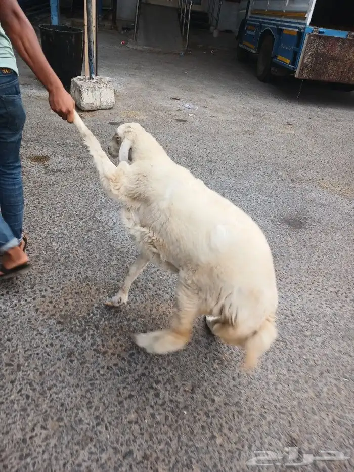 مطعم الخير يقدم خروف سيخ على الجمر 1 خروف مشوي   2   دجاج مش 8