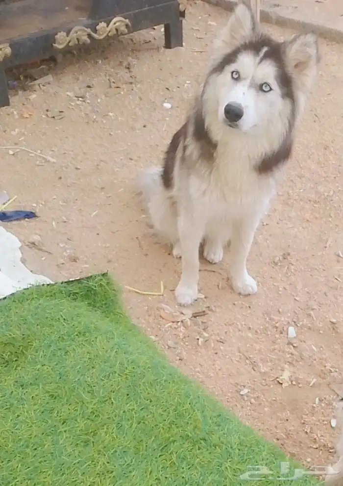 كلبه هاسكي للبيع 3