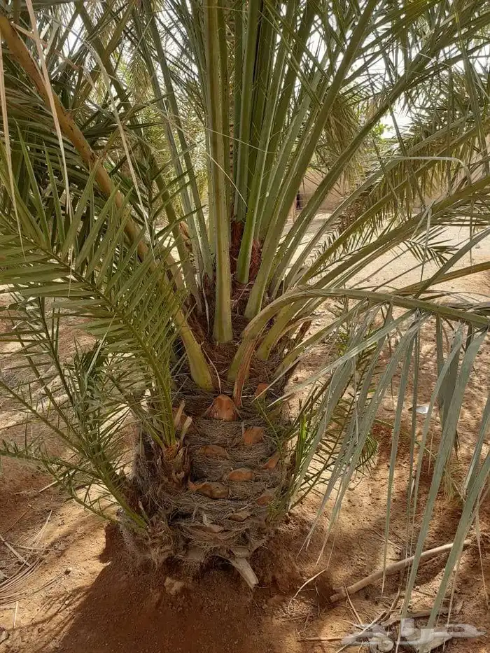 توريد وزراعة جميع انواع النخيل المثمرة كم نوفر لكم الكميات ا 4