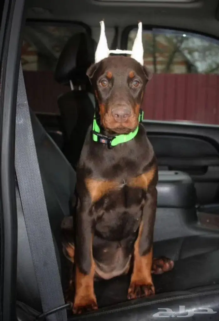 جرو دوبرمان بنت من روسيا للبيع 0