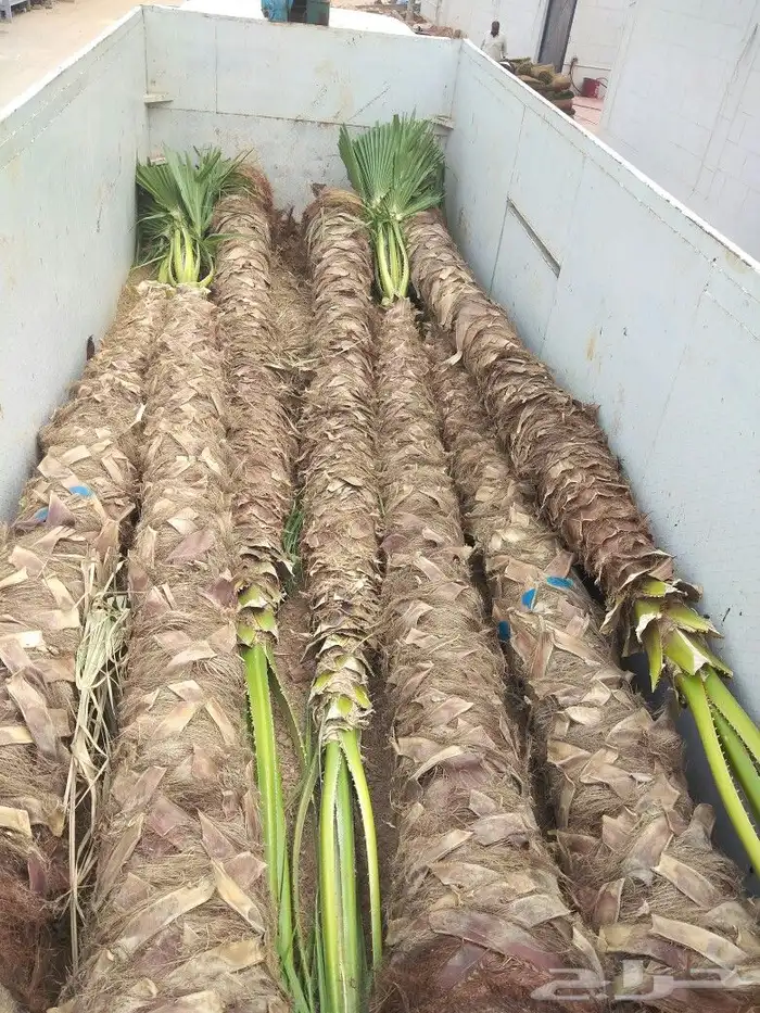 نخل نخيل مثمر مجدول سكري اخلاص صقعي نخل واشنطني 4