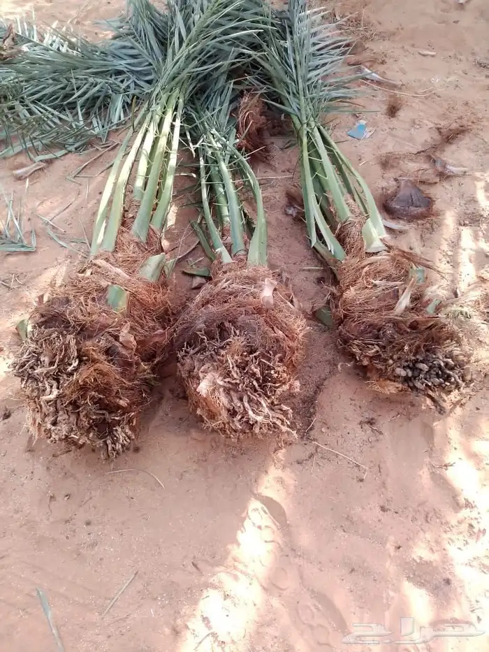 نخل عربي ونخل واشنطني 3