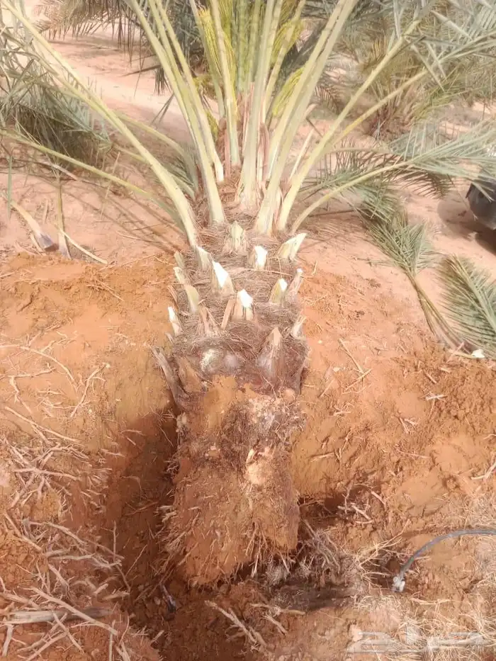 ابو ناجي لزراعه وتوريد أشجار النخيل والزيتون 3