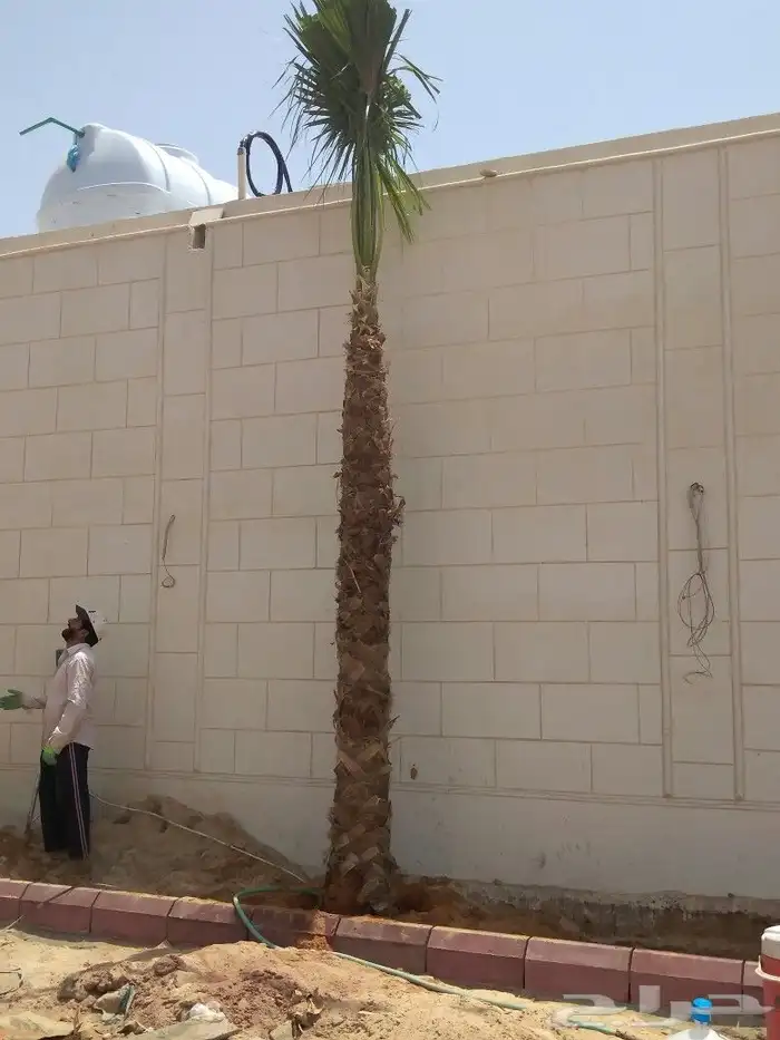 نخل نخيل مثمر مجدول سكري اخلاص صقعي نخل واشنطني 8