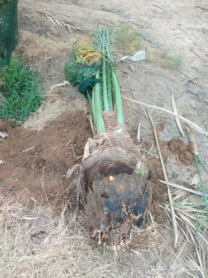 نخل نخيل مثمر مجدول سكري اخلاص صقعي نخل واشنطني 2