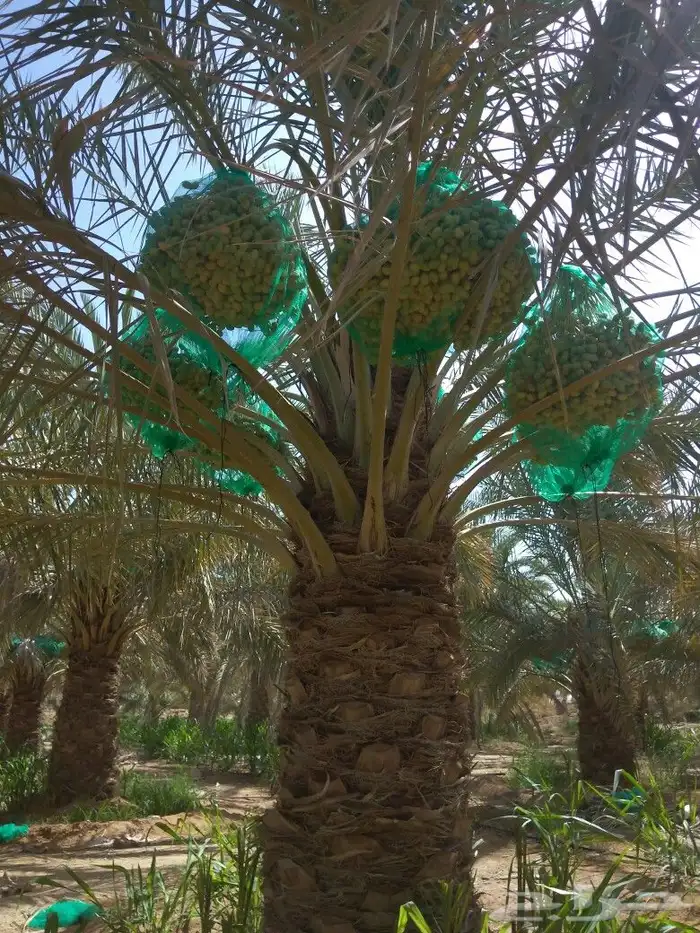 نخل نخيل مثمر مجدول سكري اخلاص صقعي نخل واشنطني 6
