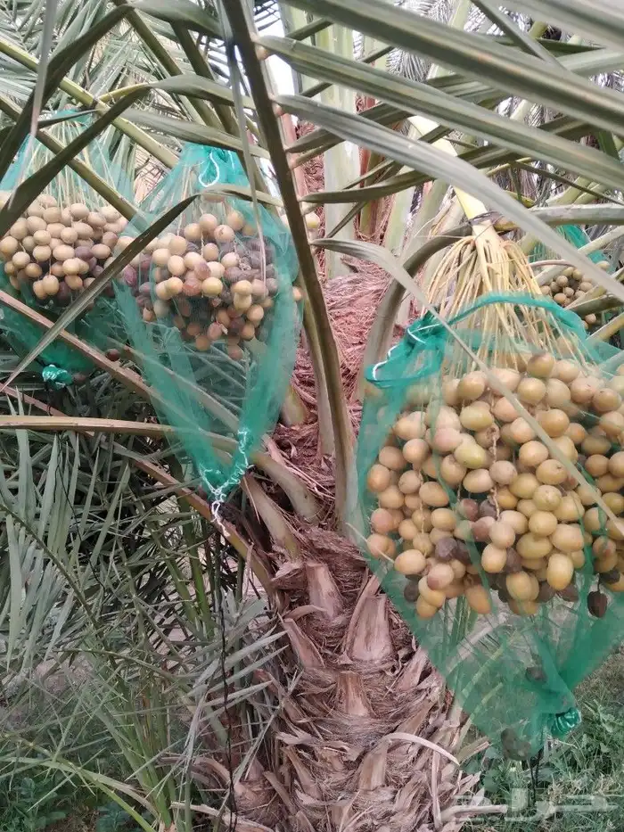 نخل نقابل وجثايث 7