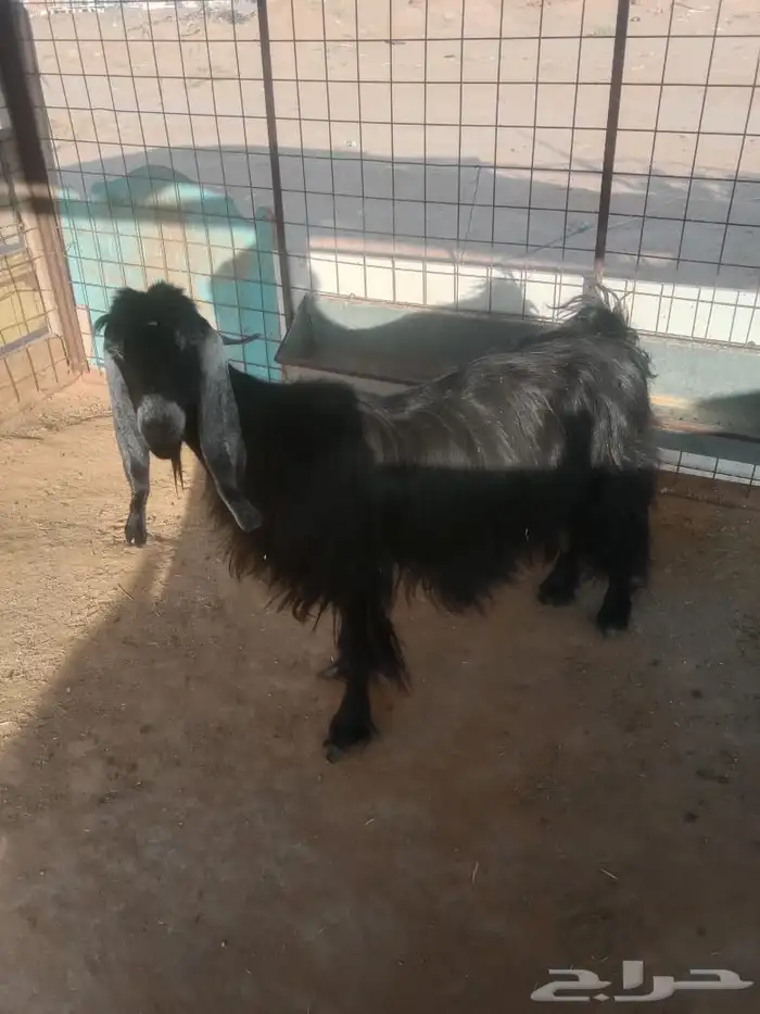 عنز تامة مضرع شرط فحص جهاز مسيومة من حايف وشايف 1000بالموقع 1