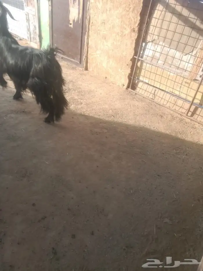 عنز تامة مضرع شرط فحص جهاز مسيومة من حايف وشايف 1000بالموقع 2