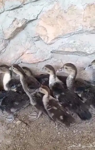 بطة و عدد 9 ابنائها للبيع. index