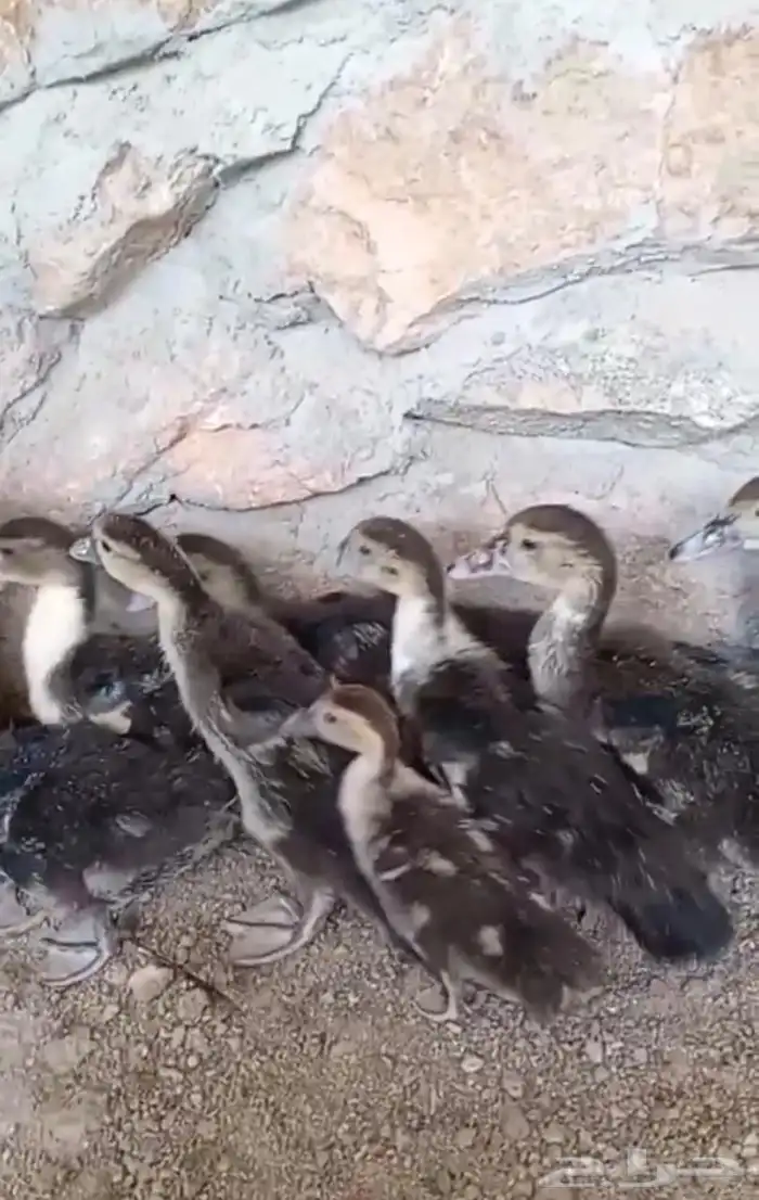 بطة و عدد 9 ابنائها للبيع. 1