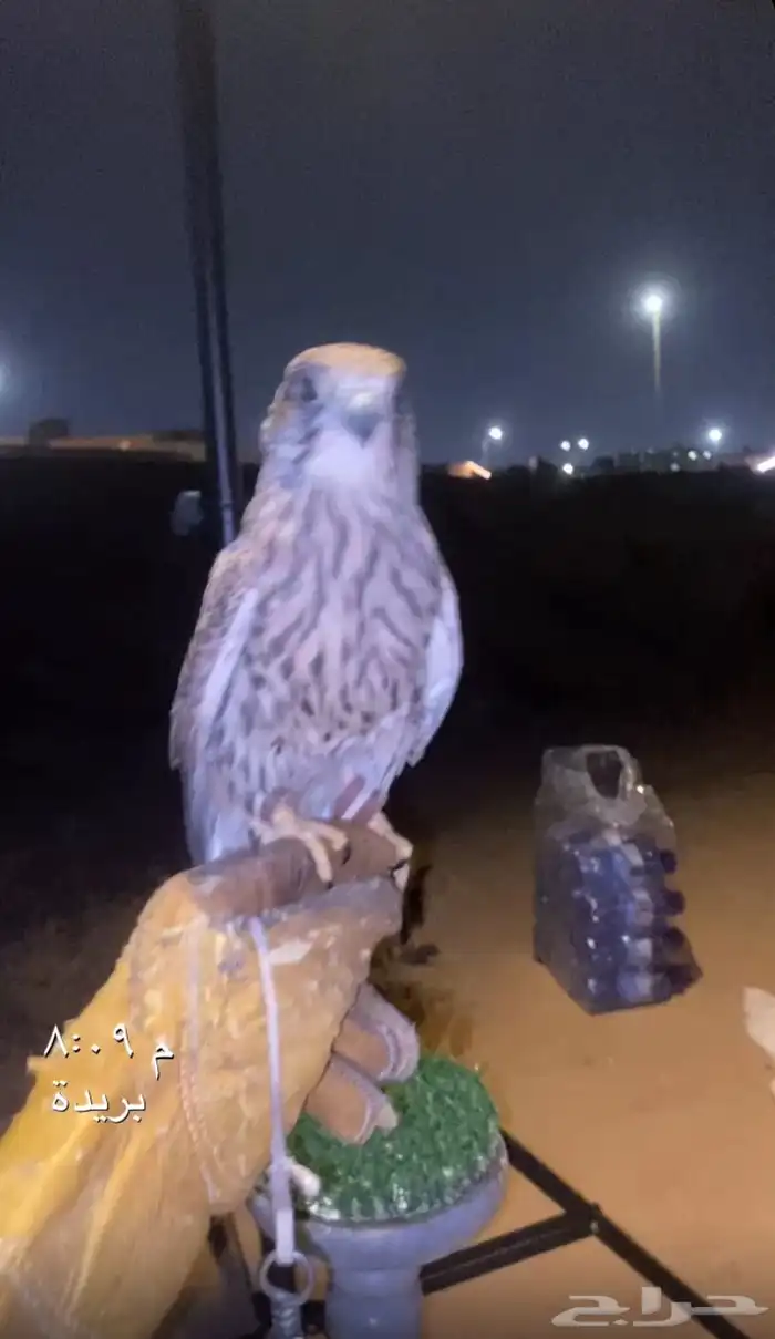 باشق شبوط طرح امس للبيع وحش لاكن بادي يتوالف ويرقى على اليد 3