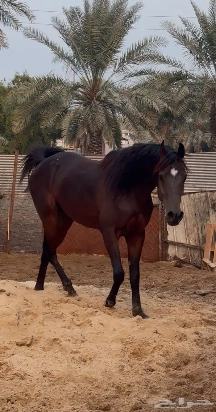 حصان شعبي فاخر 4