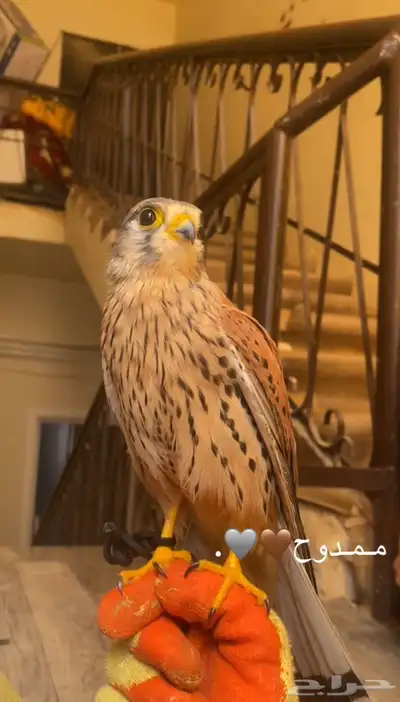 باشق للبيع مدرب وهادي index