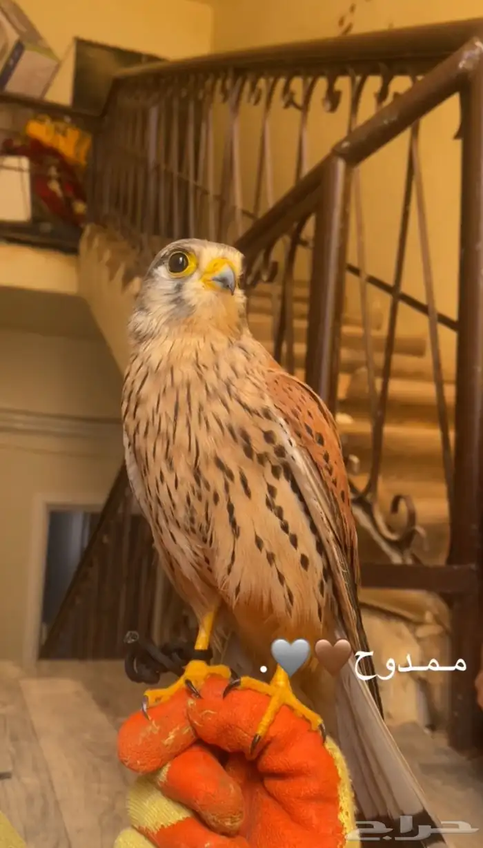 باشق للبيع مدرب وهادي 0